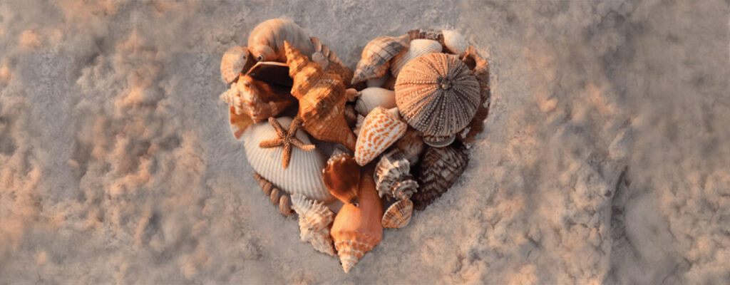See-Sea-Animals-and-More-with-Southwest-Floridas-Best-Shelling