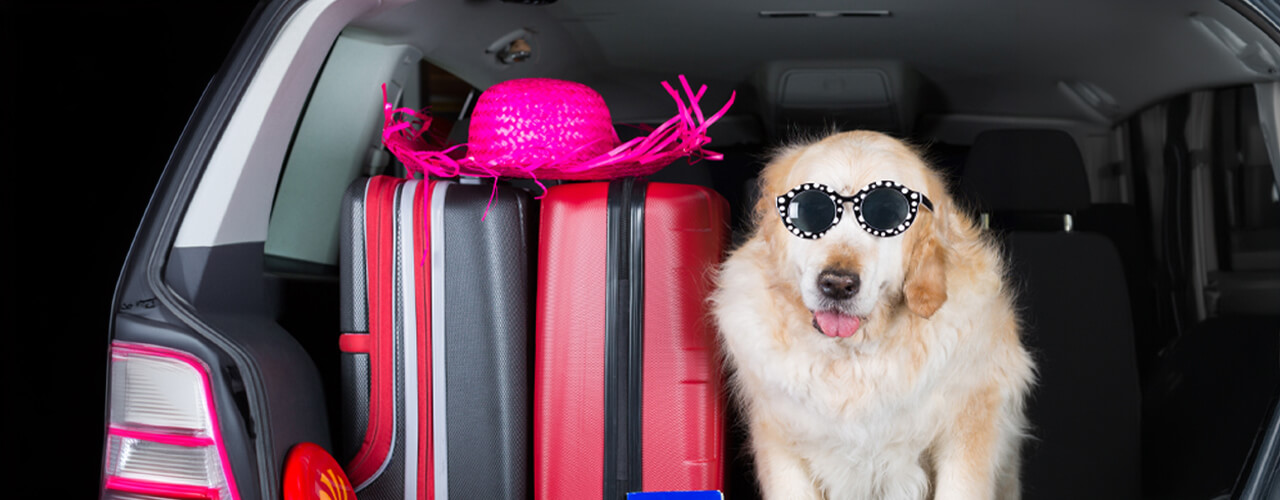 A-Pet-Friendly-Guide-to-Sanibel-Island
